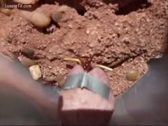 Playing fire ants on a pecker's head
